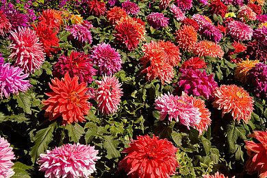 富饶之城策略类桌游规则介绍及攻略技巧推荐