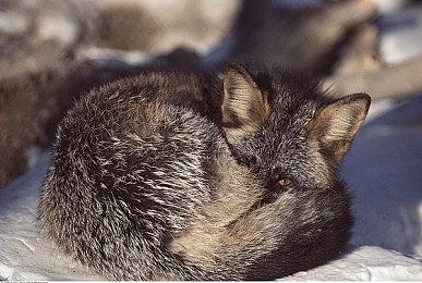 新增模式《索尼克X暗影：世代》秋季全平台发售